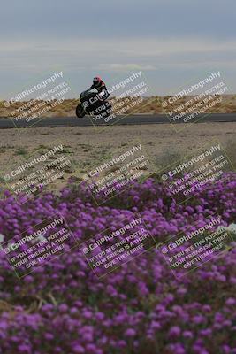 media/Jan-14-2023-SoCal Trackdays (Sat) [[497694156f]]/Turn 14 Exit Bloomig (145pm)/